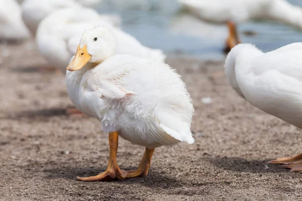 Echte weiße Ente in einem Bauernhof mit Teich — Stockfoto