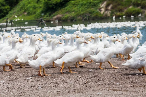 Pato branco real em uma fazenda com lagoa — Fotografia de Stock