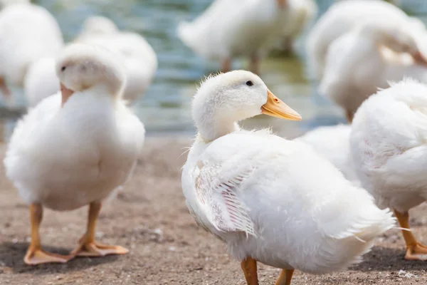 Real white duck in a farm with pond — Stock Photo, Image