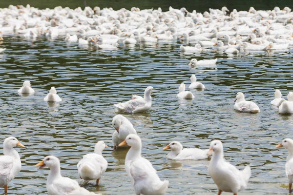 Real white duck in a farm with pond — Stock Photo, Image