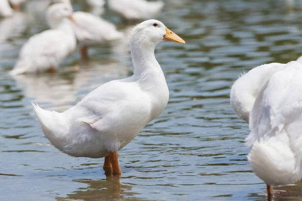 Gerçek beyaz ördek gölet ile bir gruptaki — Stok fotoğraf