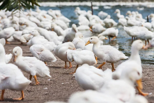 Pato blanco real en una granja con estanque — Foto de Stock