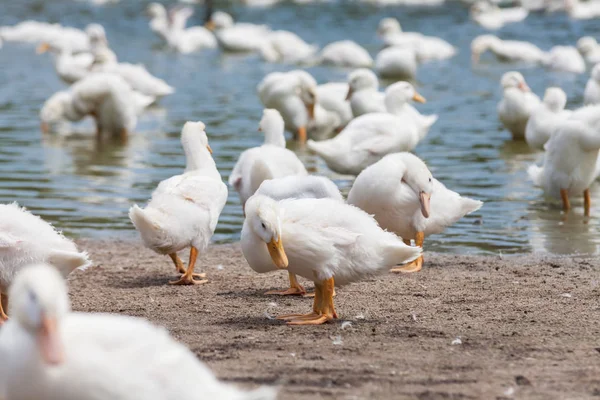 Pato branco real em uma fazenda com lagoa — Fotografia de Stock