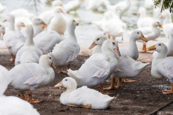 Skutečné bílá kachna na farmě s rybníkem — Stock fotografie