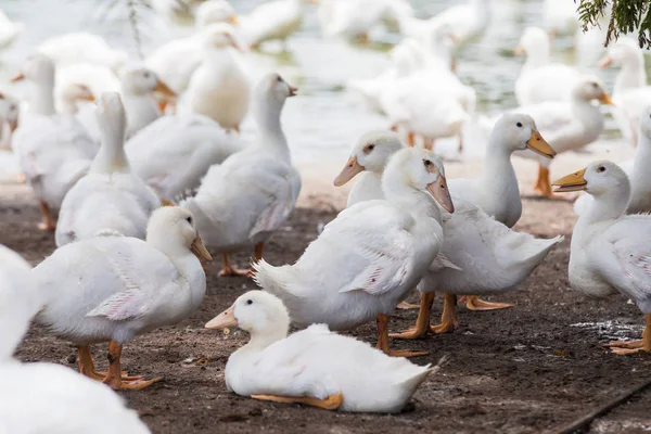 Echte weiße Ente in einem Bauernhof mit Teich — Stockfoto