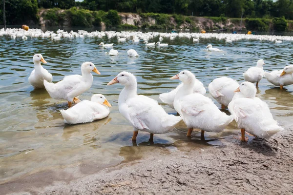 Vera anatra bianca in una fattoria con laghetto — Foto Stock