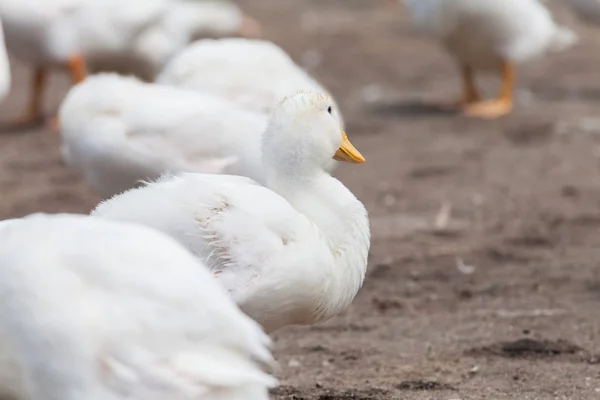 Справжня біла качка на фермі зі ставком — стокове фото