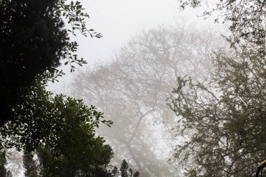 Ağaç, dal, yaprak, sisli ve puslu görünümü