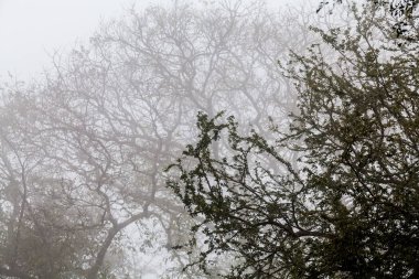 Ağaç, dal, yaprak, sisli ve puslu görünümü