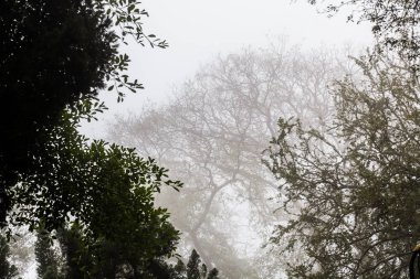 Ağaç, dal, yaprak, sisli ve puslu görünümü