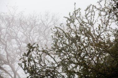 Ağaç, dal, yaprak, sisli ve puslu görünümü