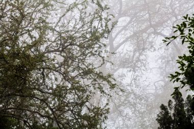 Ağaç, dal, yaprak, sisli ve puslu görünümü