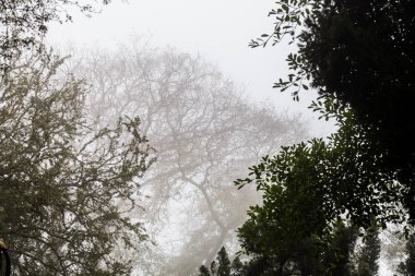 Ağaç, dal, yaprak, sisli ve puslu görünümü