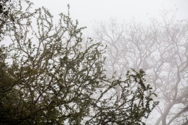 Ağaç, dal, yaprak, sisli ve puslu görünümü