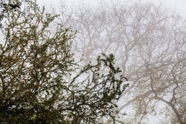 Ağaç, dal, yaprak, sisli ve puslu görünümü