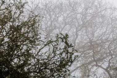 Ağaç, dal, yaprak, sisli ve puslu görünümü