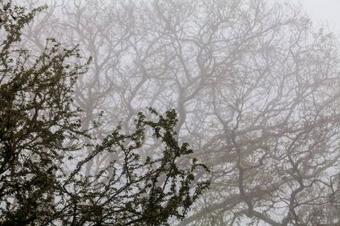 Ağaç, dal, yaprak, sisli ve puslu görünümü