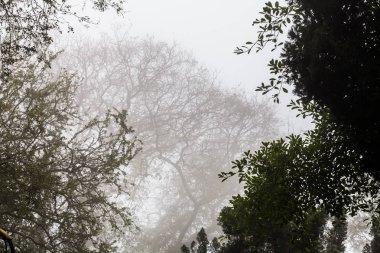 Ağaç, dal, yaprak, sisli ve puslu görünümü