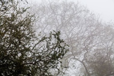 Ağaç, dal, yaprak, sisli ve puslu görünümü