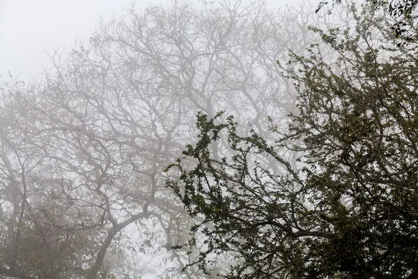 Ağaç, dal, yaprak, sisli ve puslu görünümü