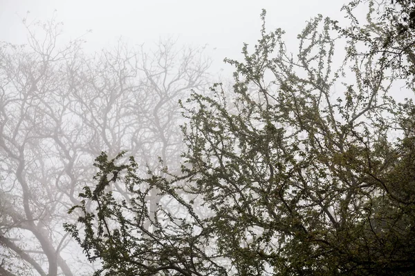 Ağaç, dal, yaprak, sisli ve puslu görünümü