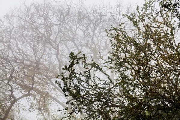 Ağaç, dal, yaprak, sisli ve puslu görünümü