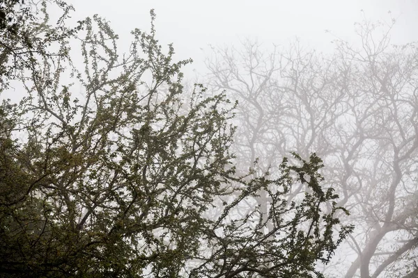 Ağaç, dal, yaprak, sisli ve puslu görünümü