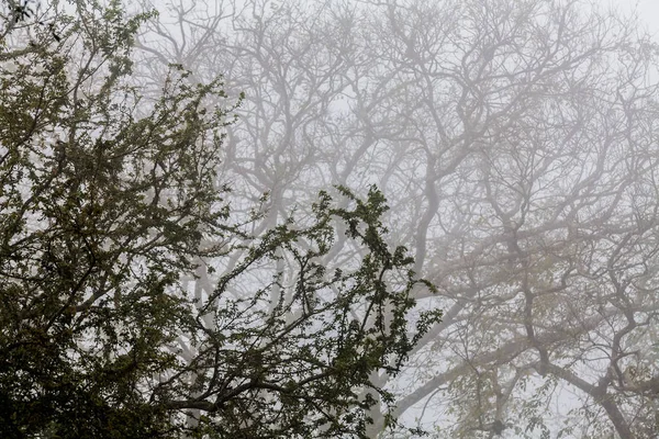 Ağaç, dal, yaprak, sisli ve puslu görünümü