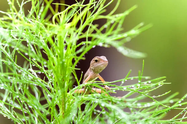 真正的蜥蜴在湿的绿色叶子上休息 — 图库照片
