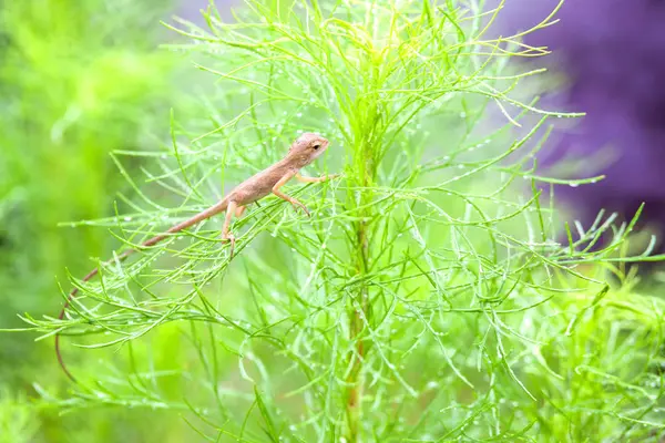 Gerçek kertenkele bir ıslak yeşil yaprak üzerinde dinlenme — Stok fotoğraf