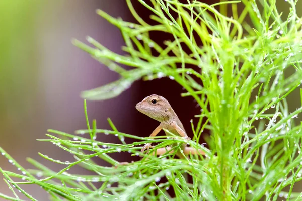 Gerçek kertenkele bir ıslak yeşil yaprak üzerinde dinlenme — Stok fotoğraf