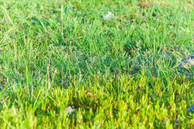 Yeşil Çimene Yaklaş