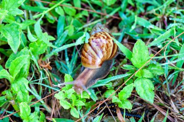 Gerçek salyangoz yakın çekim