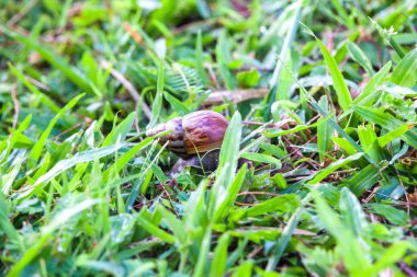 Gerçek salyangoz yakın çekim