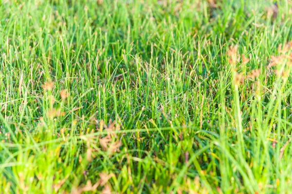 Close up of green grass — Stock Photo, Image