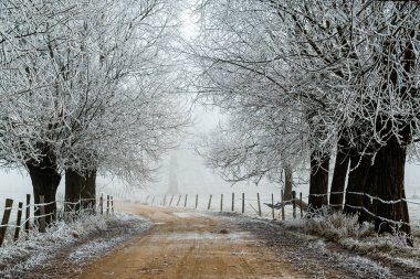 Oszronione wierzby / zimowa droga