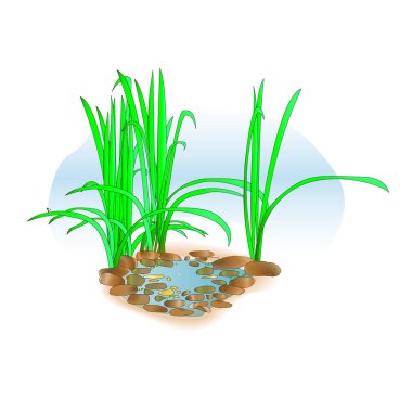 Küçük bir göl. Beyaz arka plan üzerinde izole peyzaj tasarımı için sahilde çim.