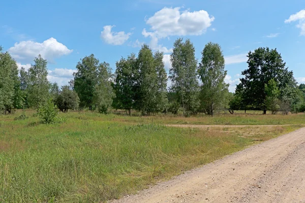 Forest summer landscape in the noon. — Fotografia de Stock