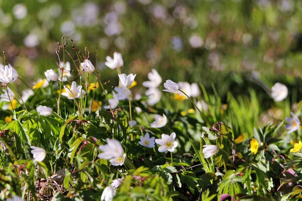 FloweFlowering snowdrops yellow and white on a background of forest green grass.ring snowdrops yellow and white on a background of forest green grass.