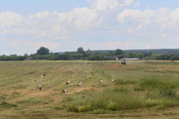 Storchenschwarm auf einer Sommerwiese, begleitet von einer Arbeitsgruppe — Stockfoto