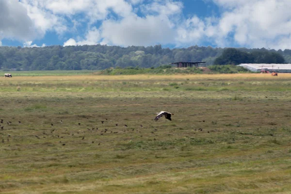 Storch fliegt über Sommerwiese vor Waldkulisse — Stockfoto