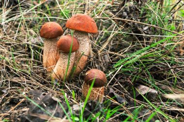 Ayrılmaz dost mantar aile ve koruma.