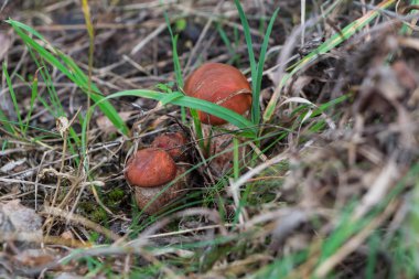 Anne, baba ve ben mantar ailedir.
