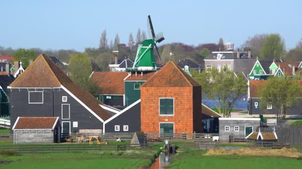 Windmill at Zaanse Schans near Zaandam — Stok video