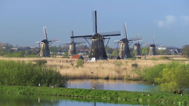 Molinos de viento, Patrimonio de la Humanidad UNESCO en Kinderdijk — Vídeos de Stock