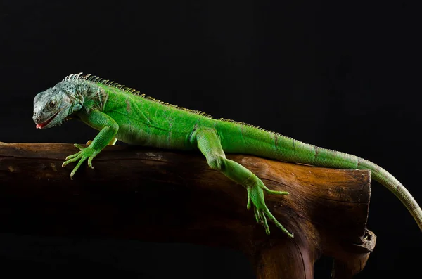 Portre Studio büyük bir iguana