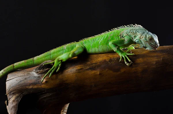 Portre Studio büyük bir iguana