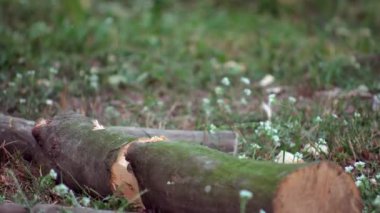 ahşap ax tozları 4 k sonra doğrama oduncu