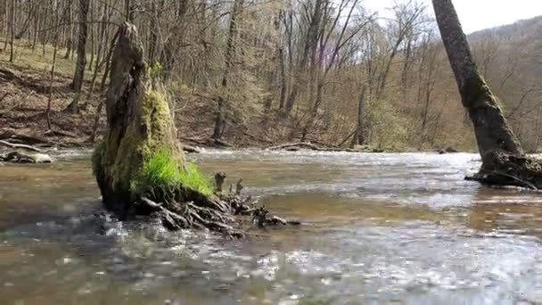 Tok řeky v podzimní přírodě barevný Les — Stock video