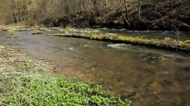 sonbahar renkli orman doğa akışında Nehri